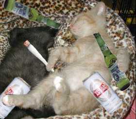 PissedCat